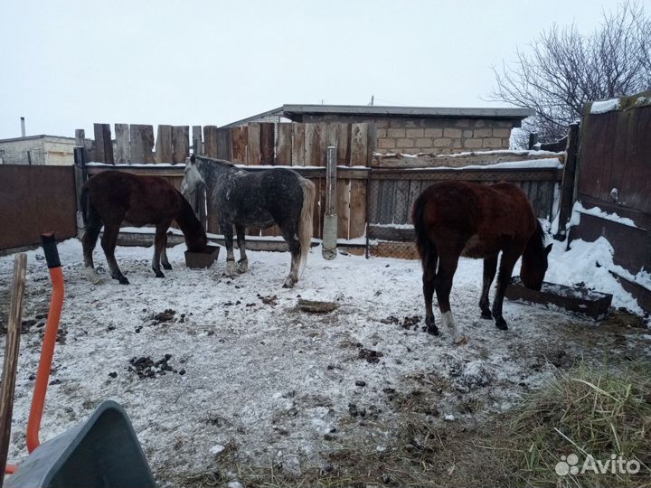 Продам жеребят