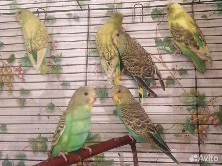 Птенцы кареллы, волнистый попугай