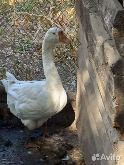 Гусь домашний