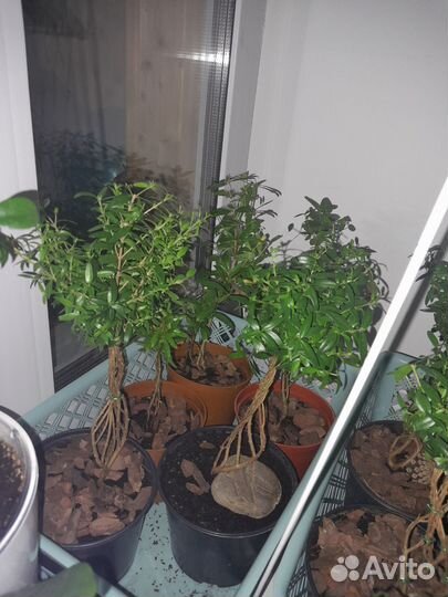 Нолина,мирт,гранат,эвкалипт и другие