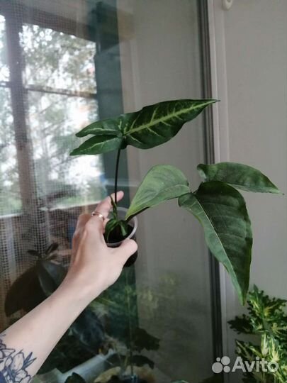 Сингониум Spear point