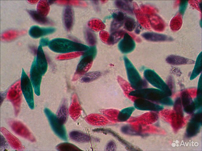 Микроскоп Levenhuk 3ST, бинокулярный