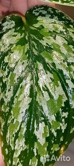 Сциндапсус триколор