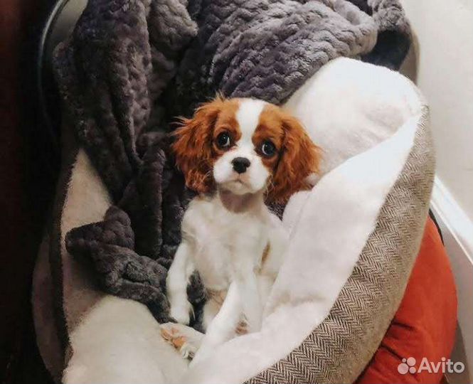 Спаниель кавалер