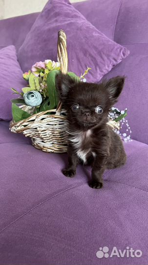 Микро чихуауа девочка