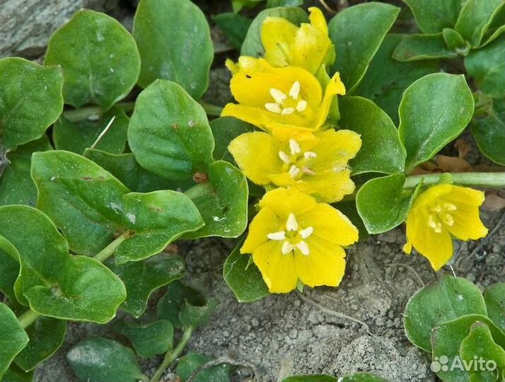 Вербейник монетчатый (точечный)