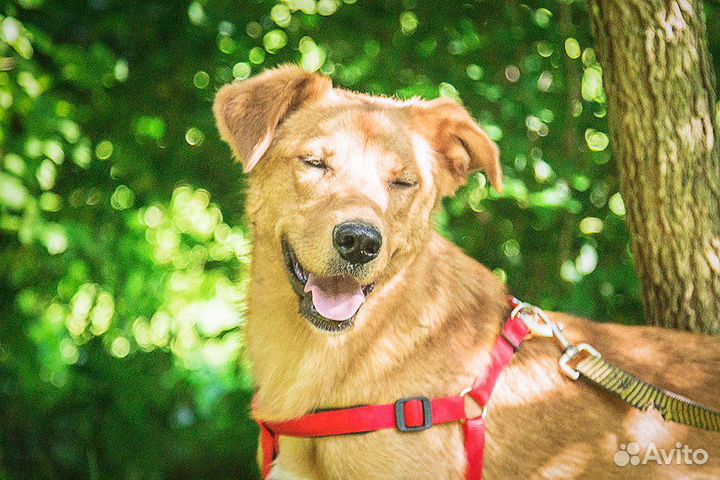 Солнечная Алиса ищет дом