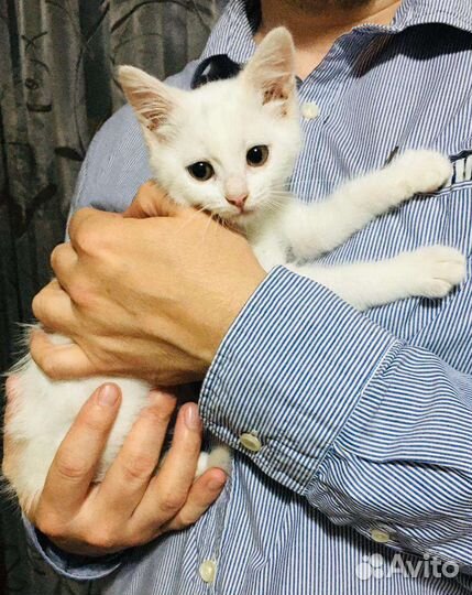 Бронь Белоснежка ищет дом