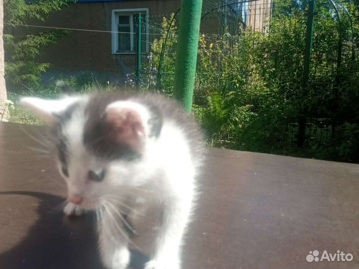 Котята в добрые руки бесплатно