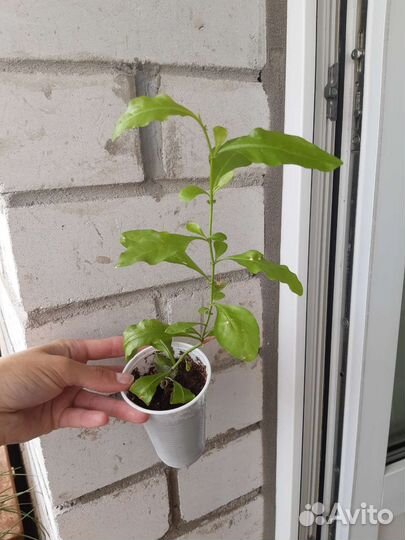 Бугенвиллия, свинчатка