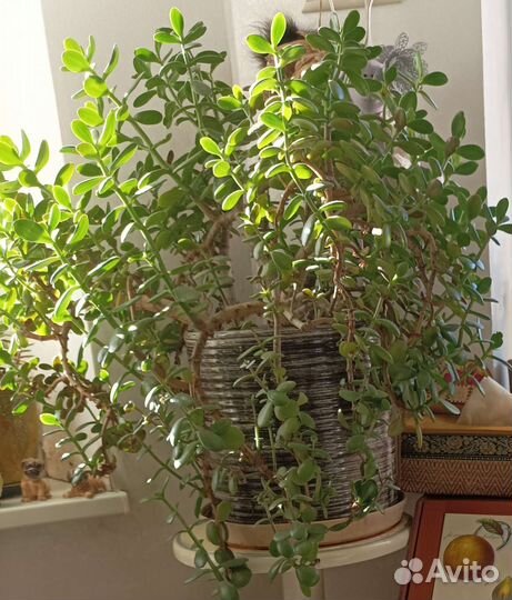 Денежные деревья и ростки