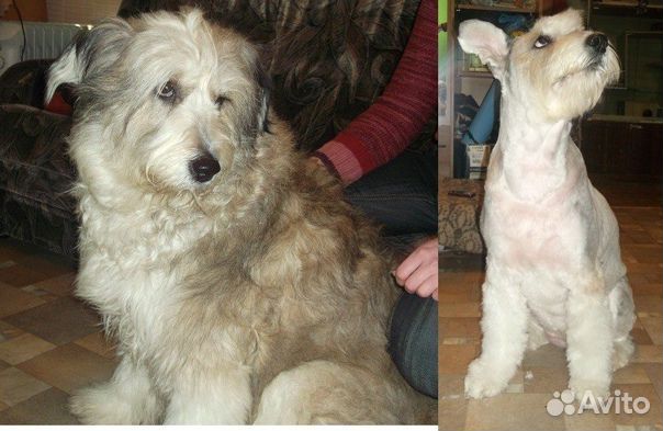 Стрижка кошек и собак. Тольятти.Выезд