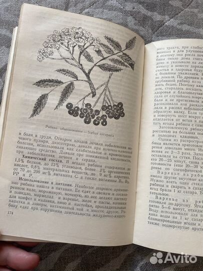 А.К. Кощеев Зеленая кладовая Сибири
