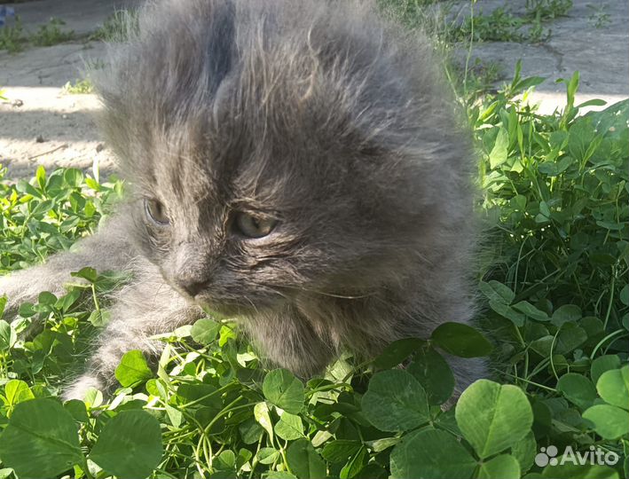 Кошка британочка