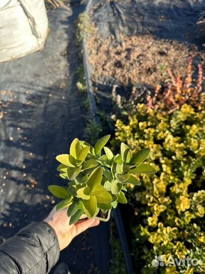 Беремклет Форчуна Ассорти