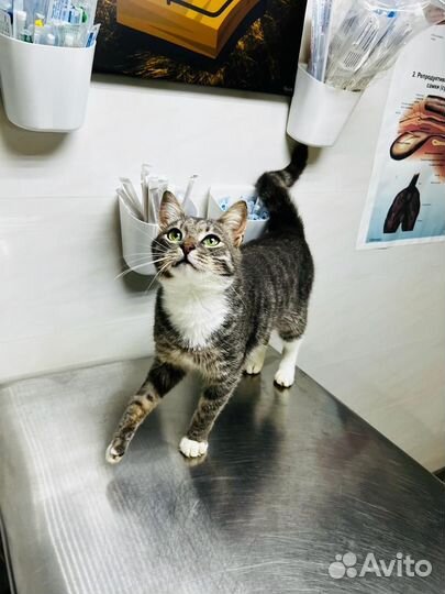 Котик в добрые руки