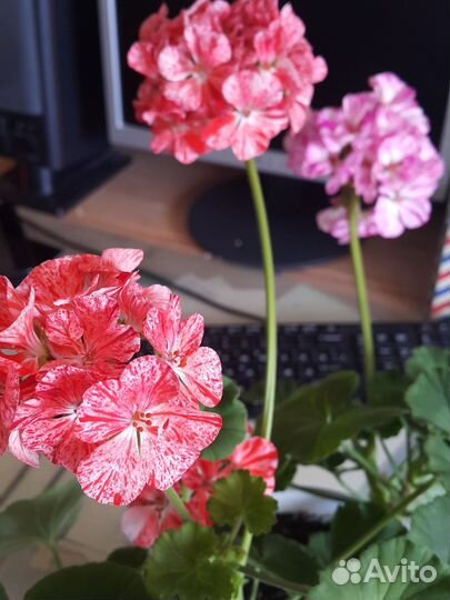 Пеларгония герань махровая цвет розовая и фуксия