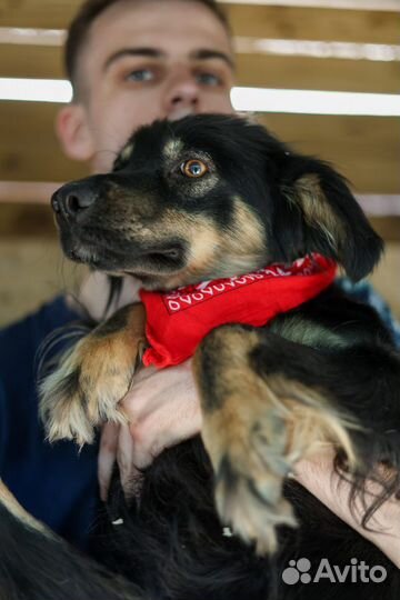 Фифа миниатурная красавица