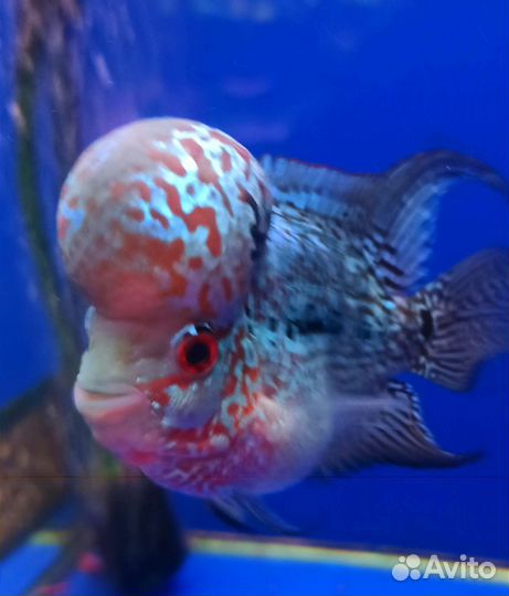 Метиниссы, Акара Б, Хорны, Боции,Апистогр.Карп Кои