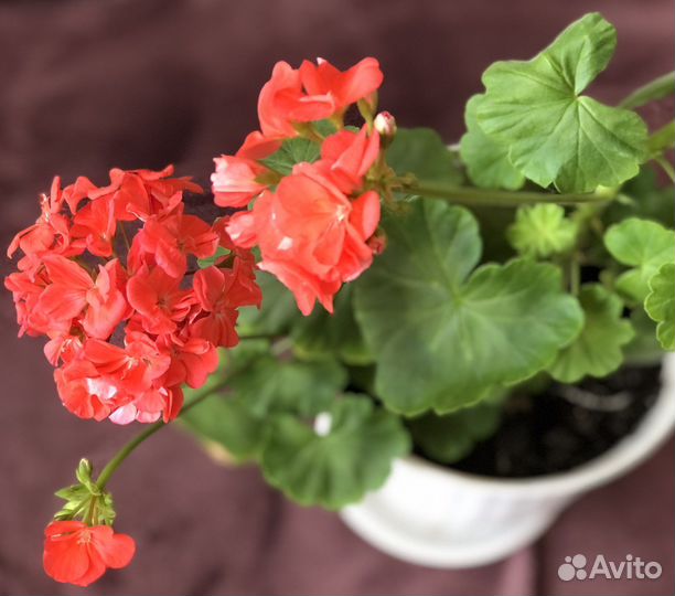 Пеларгония герань