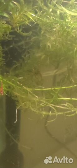 Креветки черри аквариумные