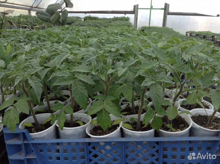 Рассада огурчиков Кураж,Герман и Китайский