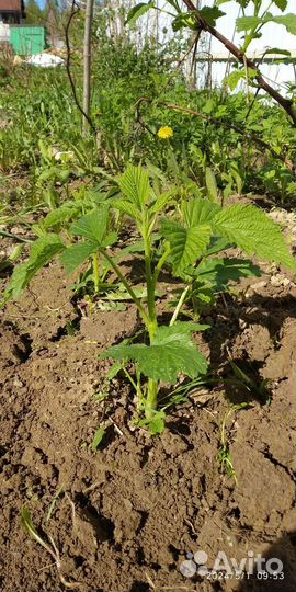 Многолетние растения