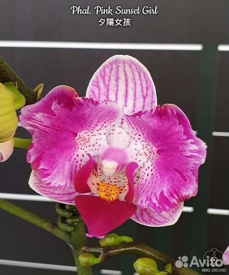 Орхидеи разных сортов