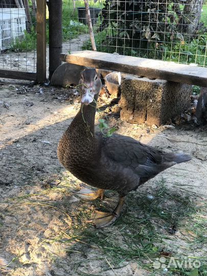 Индоутки селезень утки мускусные утки