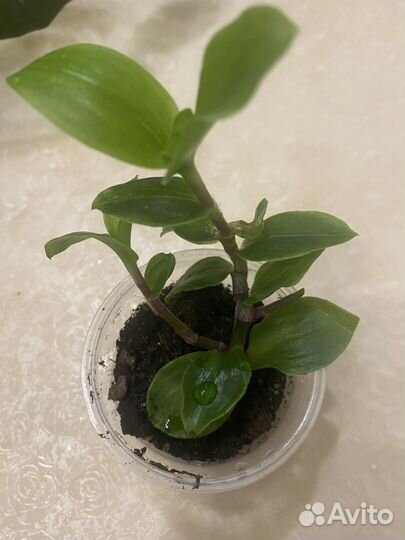 Традесканция