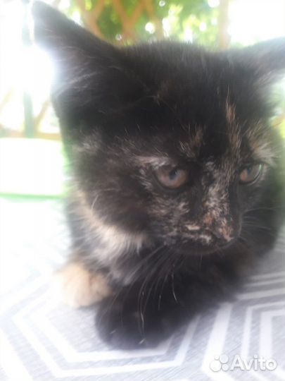 Котенок Лапочка, пост Шанс