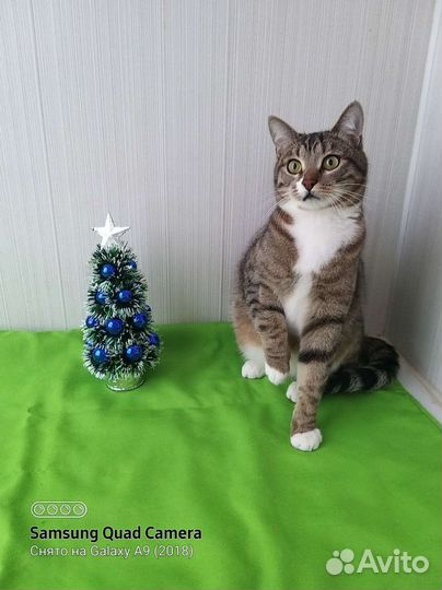 Зайчик под ёлкой-кот на счастье