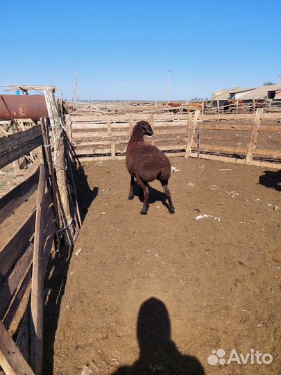 Гисарские баранчики