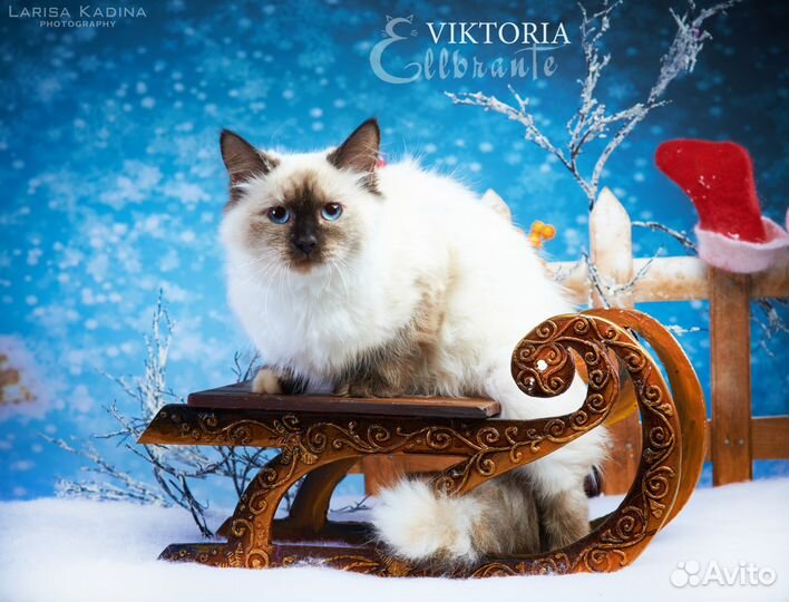 Синеглазки