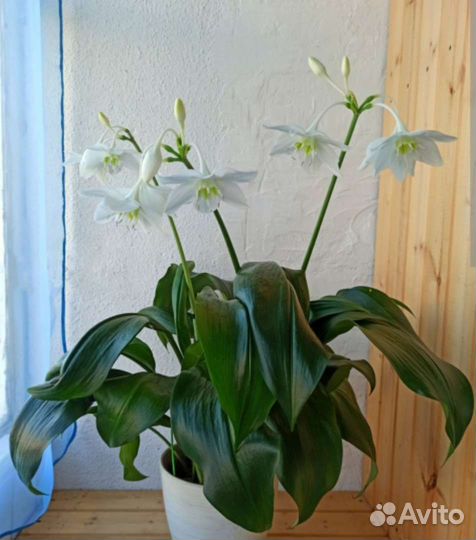 Эухарис амазонская лилия