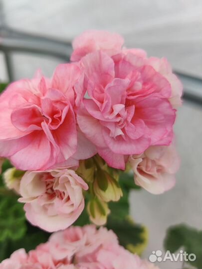 Пеларгония