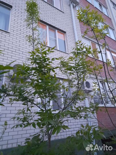 Ясень саженцы