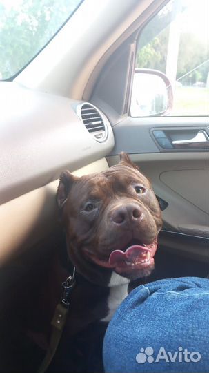 Американский булли 10 месяцев