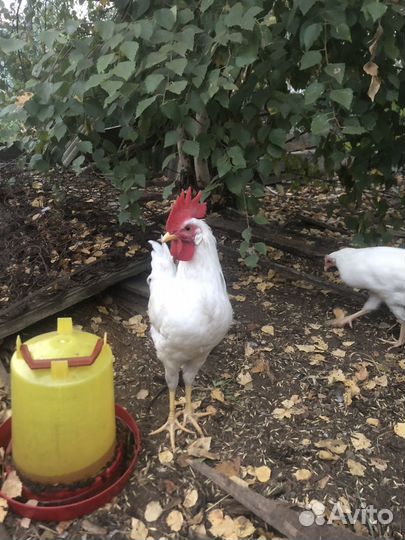 Молодые петухи
