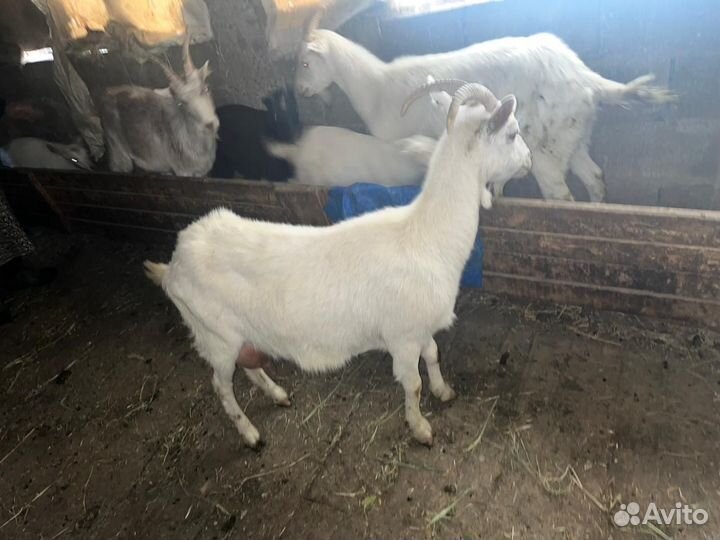 Козы и козлята