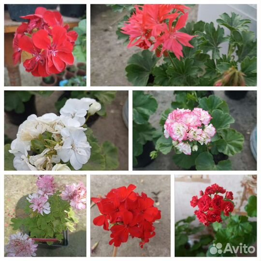 Комнатные цветы