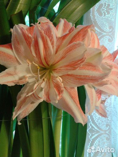 Гиппеаструм амариллис Dancing Queen