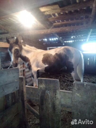 Лошадь Кобылка