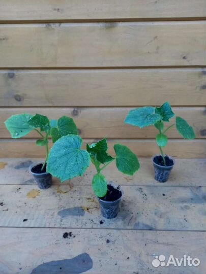 Рассада огурцов