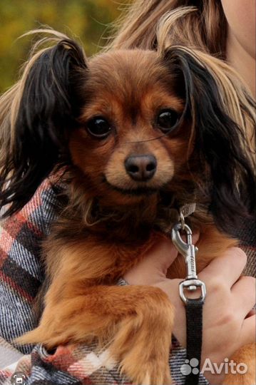 Вязка. Той-терьер