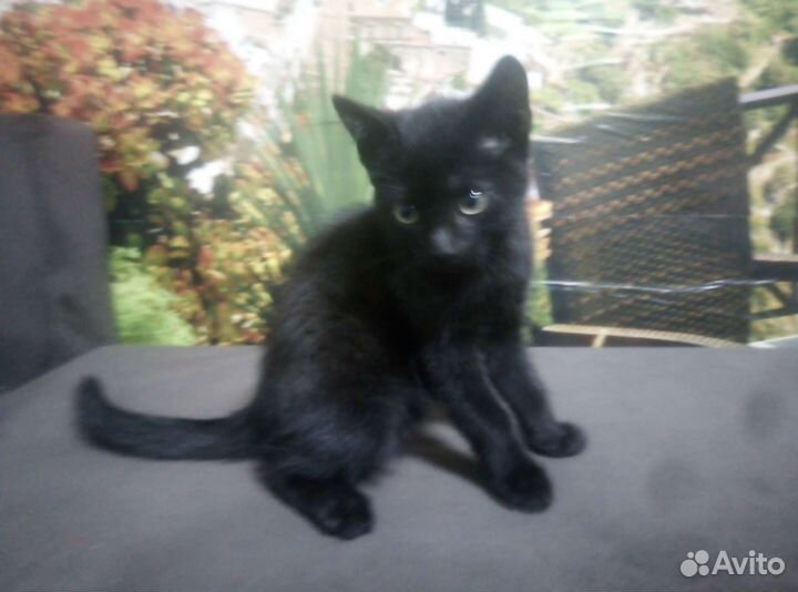 Котята в добрые руки приучены к лотку