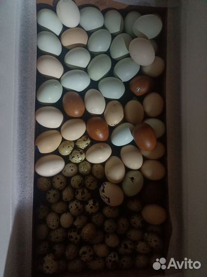 Инкубационное яйцо