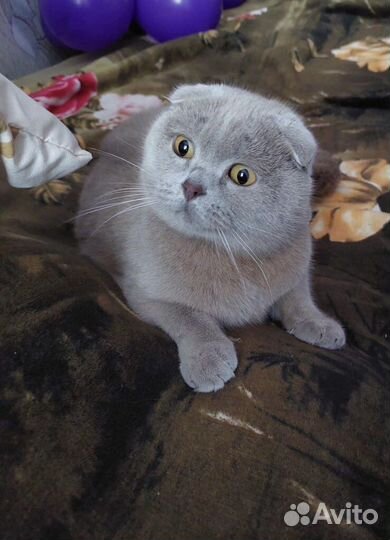 Передержка домашних животных