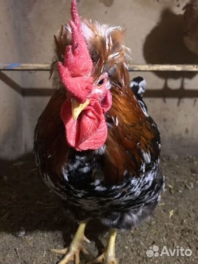 Инкубационное яйцо породистых кур