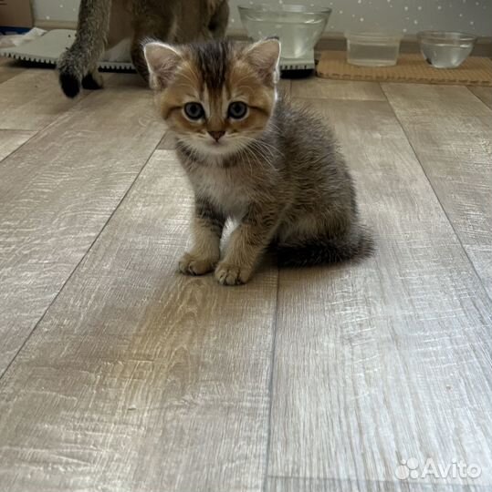 Шотландские котята плюшечки